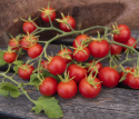 Pomidor wiśniowy 'Zuckertraube' małe, bardzo słodkie pomidory, okrągłe i czerwone