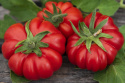 Pomidor wołowy ''Costoluto Fiorentino'', żebrowane, płaskookrągłe, głęboko czerwone pomidory wołowe.