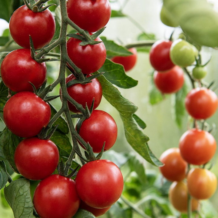 Pomidor koktajlowy F1 'Consuelo', kiście z 25-30 jednolicie okrągłych, jasno czerwonych, większych pomidorków koktajlowych o wadze około 20 gram.