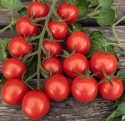 Pomidor koktajlowy F1 'Consuelo', kiście z 25-30 jednolicie okrągłych, jasno czerwonych, większych pomidorków koktajlowych o wadze około 20 gram.
