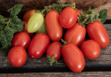 Pomidor śliwkowy 'Patio Plum', unikalny pomidor krzewiasty o kolumnowym pokroju, gdzie rośliny osiągają tylko około 20 cm.