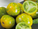 Pomidor ''Green Zebra'' Średniej wielkości owoce w żółtozielonym kolorze z ciemnozielonymi paskami