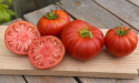 Pomidor mięsisty F1 'Buffalosteak' duże, lekko prążkowane, czerwone pomidory. lekko spłaszczone