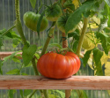 Pomidor mięsisty F1 'Buffalosteak' duże, lekko prążkowane, czerwone pomidory. lekko spłaszczone