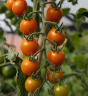 Pomidor koktajlowy F1 „Bottondoro”, intensywnie pomarańczowe, okrągłe, słodkie pomidory.