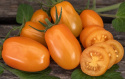Pomidor śliwkowy F1 'Kajsa Sweet', Bardzo słodki i smaczny z jędrnym i delikatnym miąższem, doskonały jako przekąska.