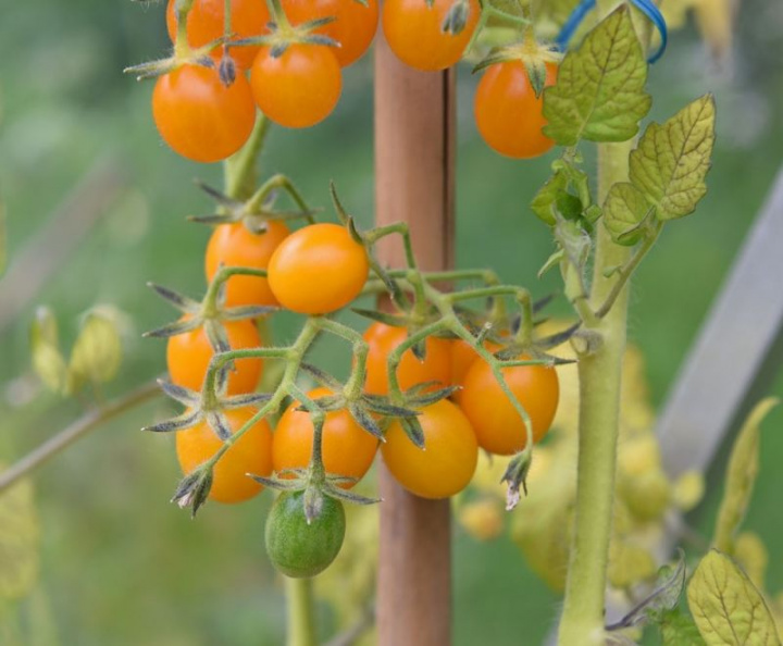 Galapagostomat Małe pomidory w kolorze pomarańczowym