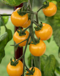 Pomidor koktajlowy 'Cereza Amarilla', doskonała równowaga między słodyczą a kwasowością. Niezwykły pomidor koktajlowy z liśćmi o kształcie ziemniaka.