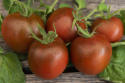 Pomidor ''Black Prince'', krwisto czerwone, osmolone pomidory z ciemnym marmurkowym miąższem.