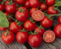 Pomidor cherry F1 ''Sakura'', jasnoczerwone, chrupiące i aromatyczne owoce.