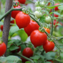 Pomidor wiśniowy F1 'Heartbreaker Vita', Kroplaste, jasno czerwone małe pomidory