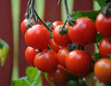 Pomidor wiśniowy F1 'Heartbreaker Vita', Kroplaste, jasno czerwone małe pomidory
