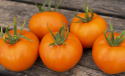 Pomidor ''Zlatava'', głęboko pomarańczowe, lekko spłaszczone, soczyste pomidory.