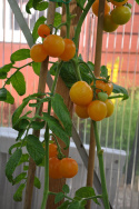 Pomidor koktajlowy 