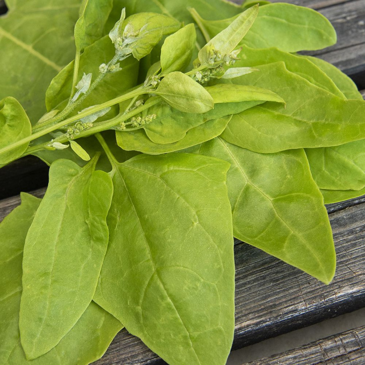 Orach, Bogate w witaminy zielone, smaczne liście.