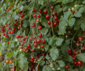 Pomidorki koktajlowe ''Cherry Cascades'', Metrowe pędy z długimi gronami pomidorów