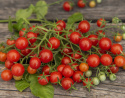 Pomidorki koktajlowe ''Cherry Cascades'', Metrowe pędy z długimi gronami pomidorów