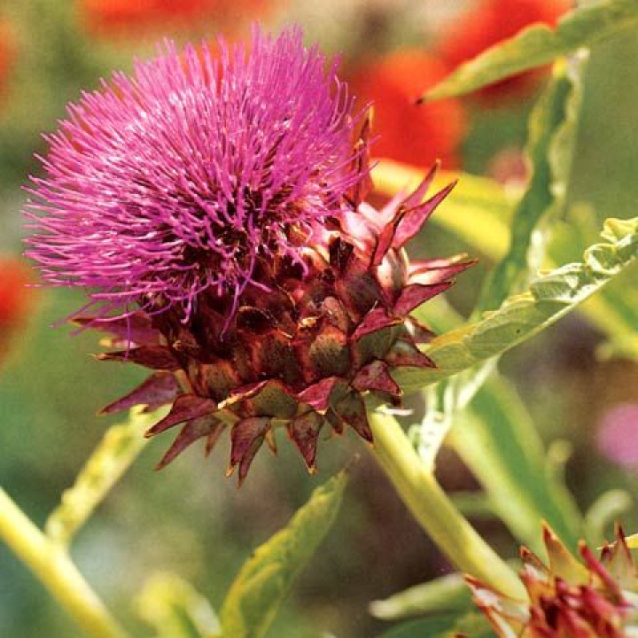 Kardoń 'Plein Blanc Amélioré' delikatny z wiśniowym kwiatem i spiczastymi płatkami