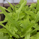 Mini sałata 'Baby Oakleaf' mała jasnozielona sałata, zwarta w formie