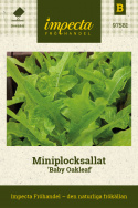 Mini sałata 'Baby Oakleaf' mała jasnozielona sałata, zwarta w formie