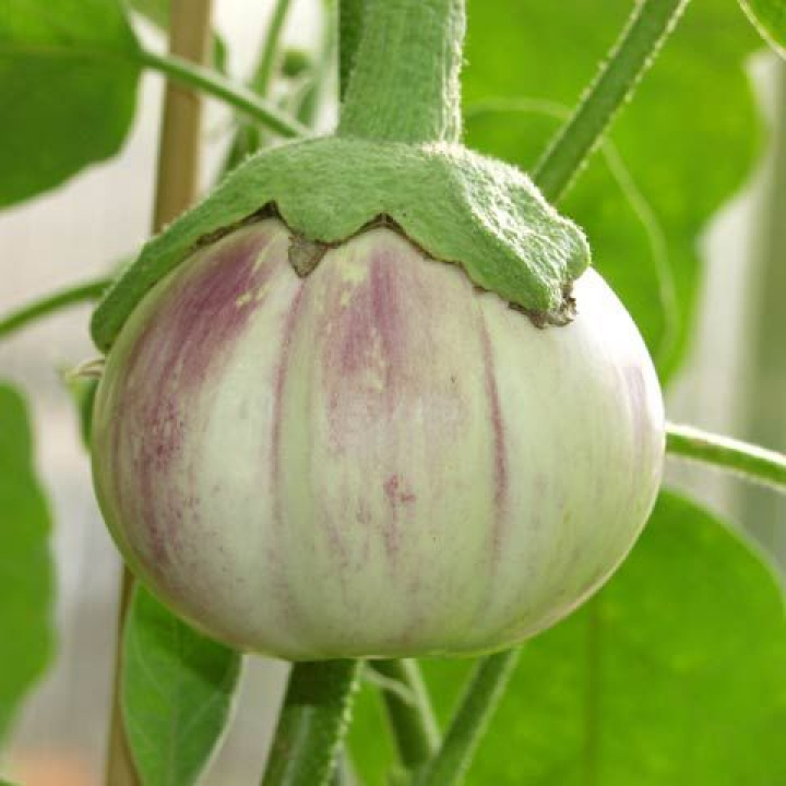Bakłażan o dużych owocach i białym, soczystym miąższu. Łagodny smak.