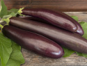 Bakłażan ''''Violetta lunga 3'''', Długie i wąskie, purpurowo-czarne owoce z białym miąższem