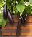 Bakłażan ''''Violetta lunga 3'''', Długie i wąskie, purpurowo-czarne owoce z białym miąższem