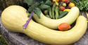 Dynia piżmowa 'Tromboncino' długa owalna dynia w jasnym żółtym kolorze, może osiągnąć do 60 cm