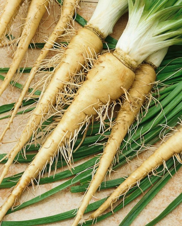 Korzeń topinambura 'Mammoth Sandwich Island' żółtobrązowy, zwężający się warzywo korzeniowe