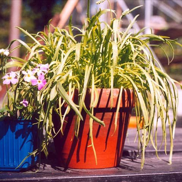 Strandkämpar długie, wąskie jasnozielone liście, które pasują do sałatki