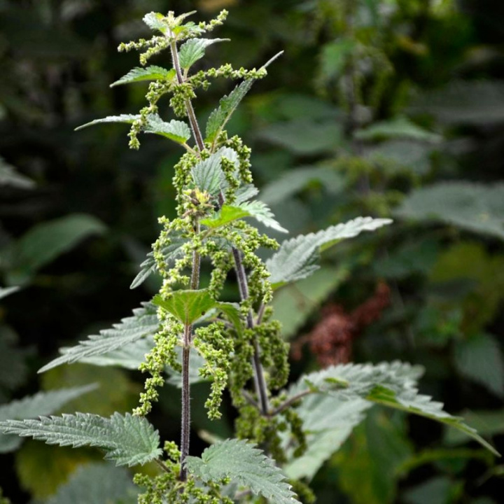 Pokrzywa z ciemnozielonymi, kolczastymi liśćmi i jasnozielonymi wiechami kwiatostanow